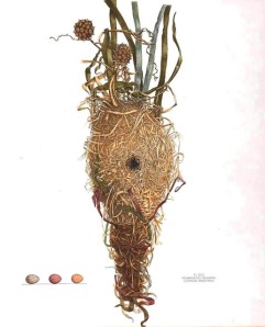 engraving of a marsh wren nest