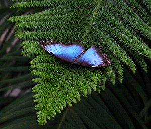 BlueMorpho