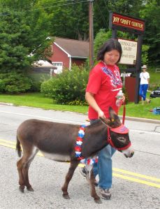 therapy animals - they were all charming miniature donkeys