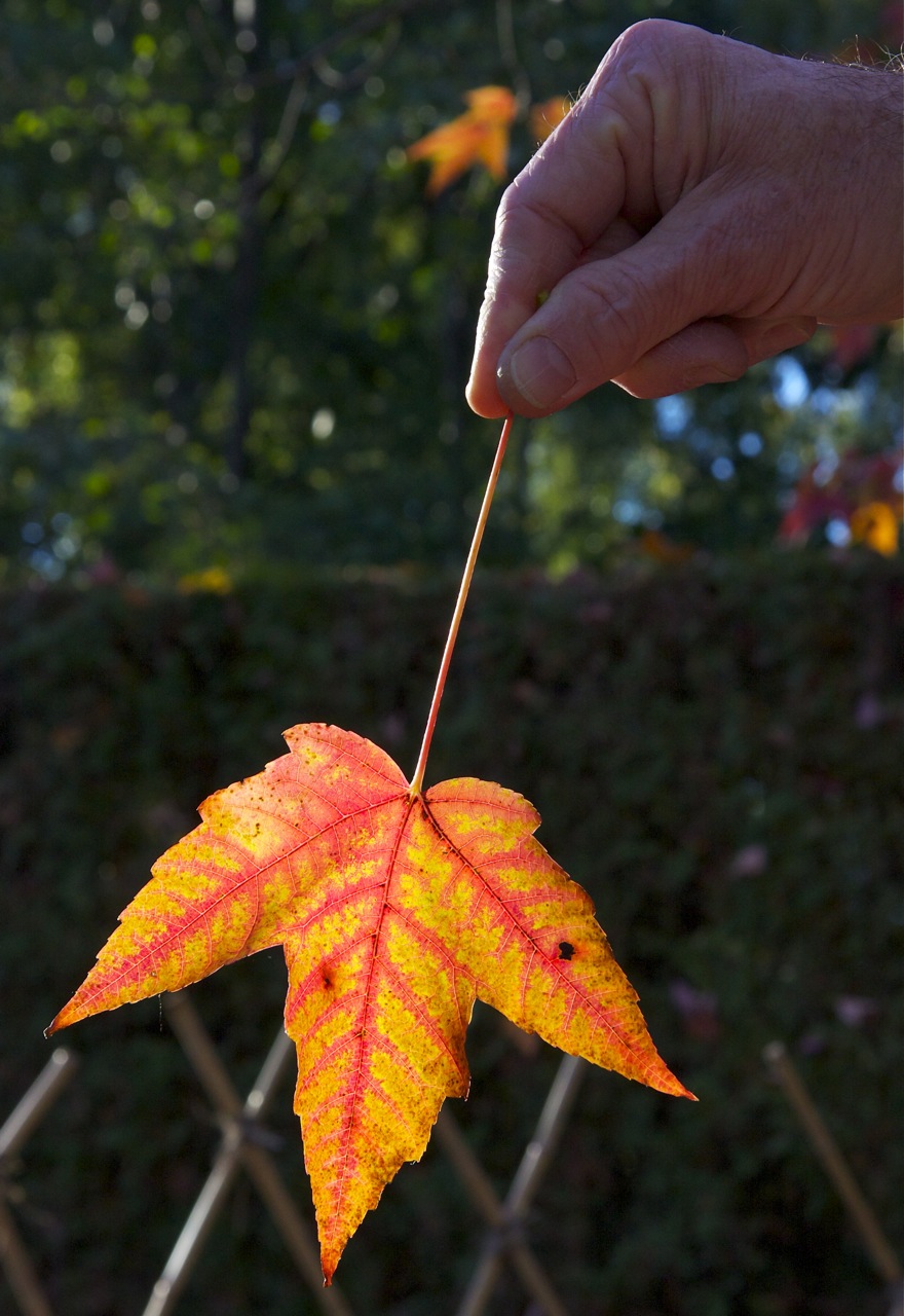 The Day of the&nbsp;Fox